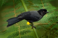 Pipilo zlutostehenny - Pselliophorus tibialis - Yellow-thighed Finch o2822
